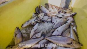 Fish Farming in Cameroon