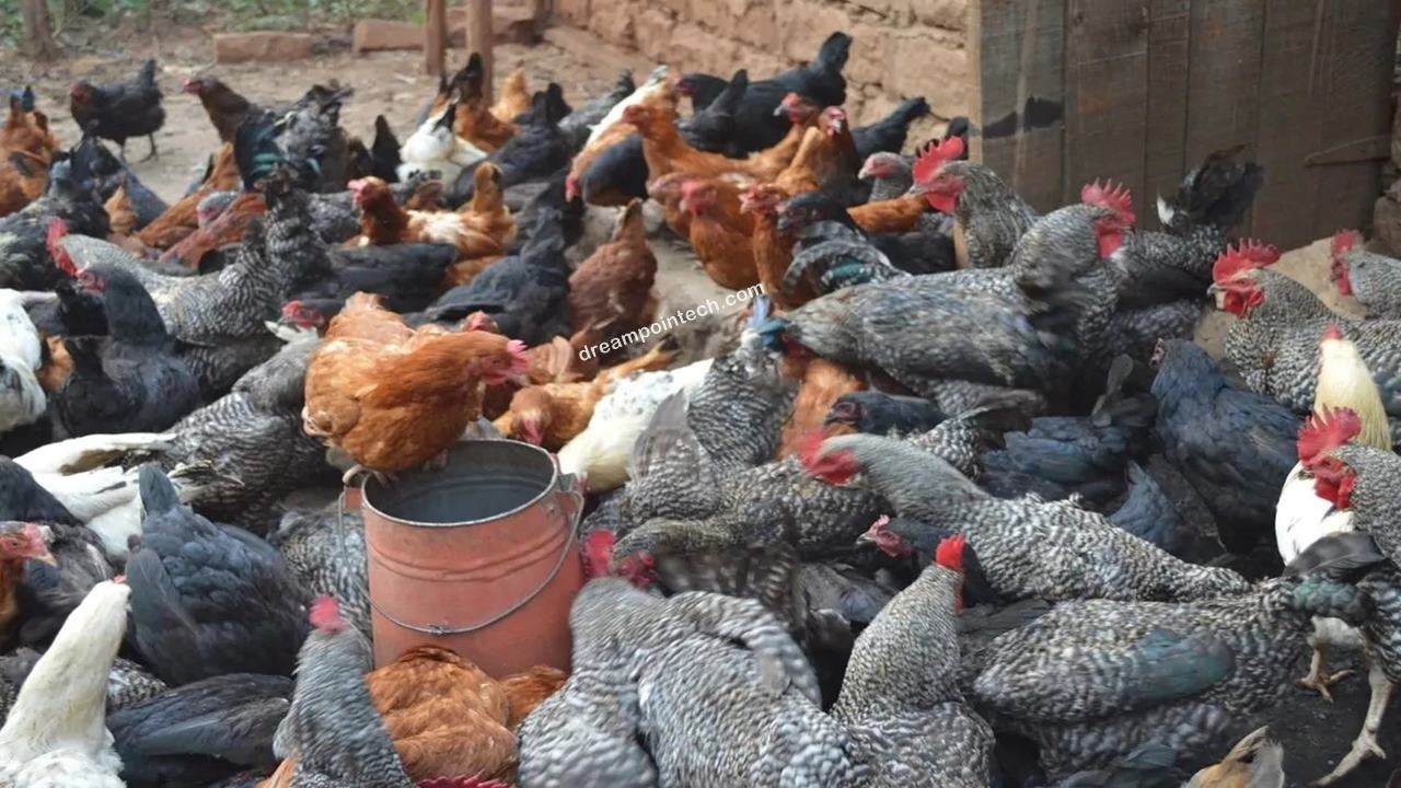 Start a Poultry Farming Business in Cameroon Invest In Poultry Farming In Cameroon?