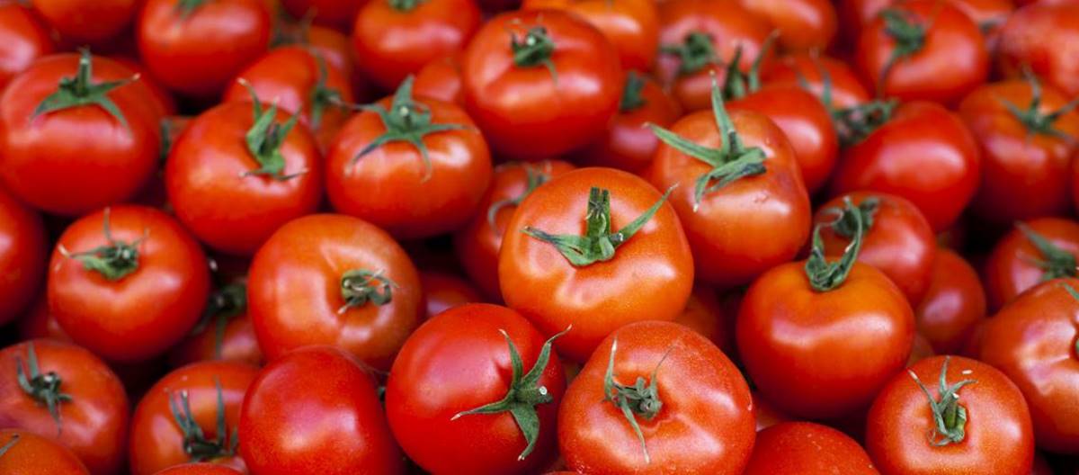 Why farmers grow tomatoes in some months of the year
