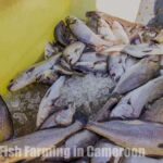 Fish Farming in Cameroon