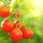 Best month to plant tomatoes in Cameroon