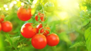 Best month to plant tomatoes in Cameroon