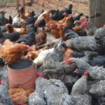 Invest In Poultry Farming In Cameroon