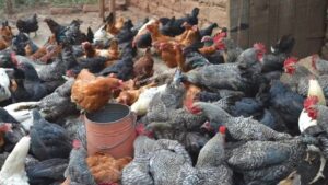 Invest In Poultry Farming In Cameroon