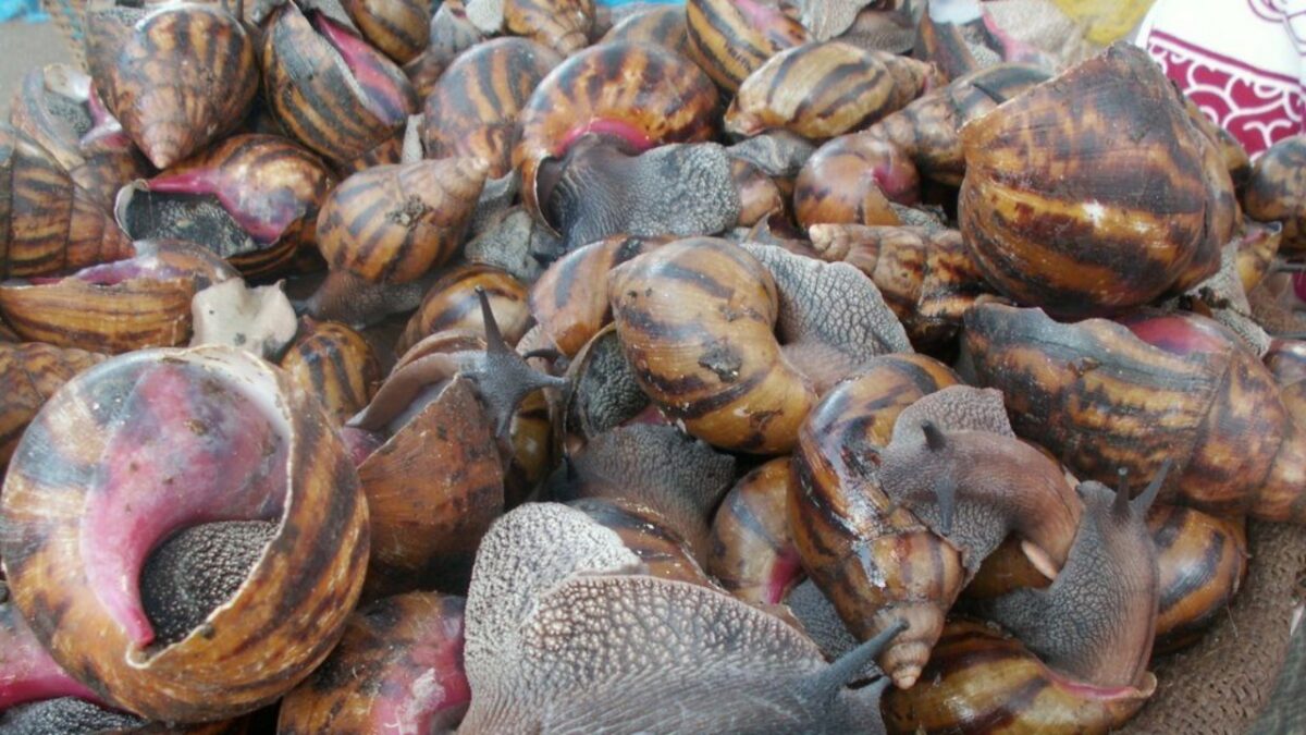 Guide to the acquisition of snails for snail farming