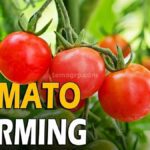 Guide on how start Tomato Farming in Cameroon