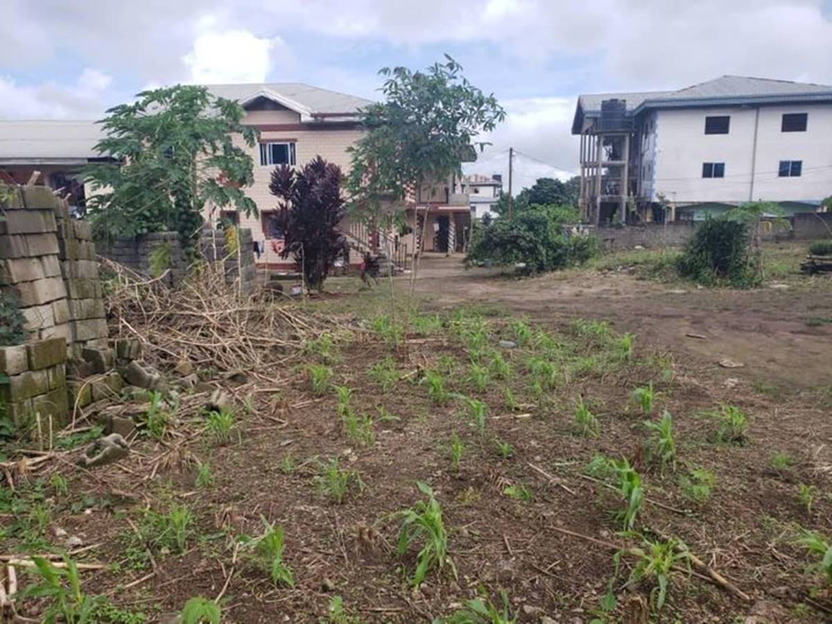 The land factor: Buying Land in Cameroon