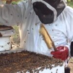 Beekeeping: How To Start Profitable Bee Farming In Cameroon