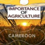 Importance of Agriculture in Cameroon (10 Advantages)